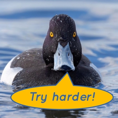 serie: ralf regt sich auf über duckduckgo