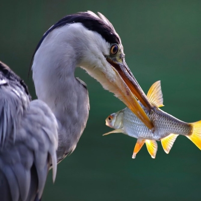 zum wochenende: phishing im bundestag