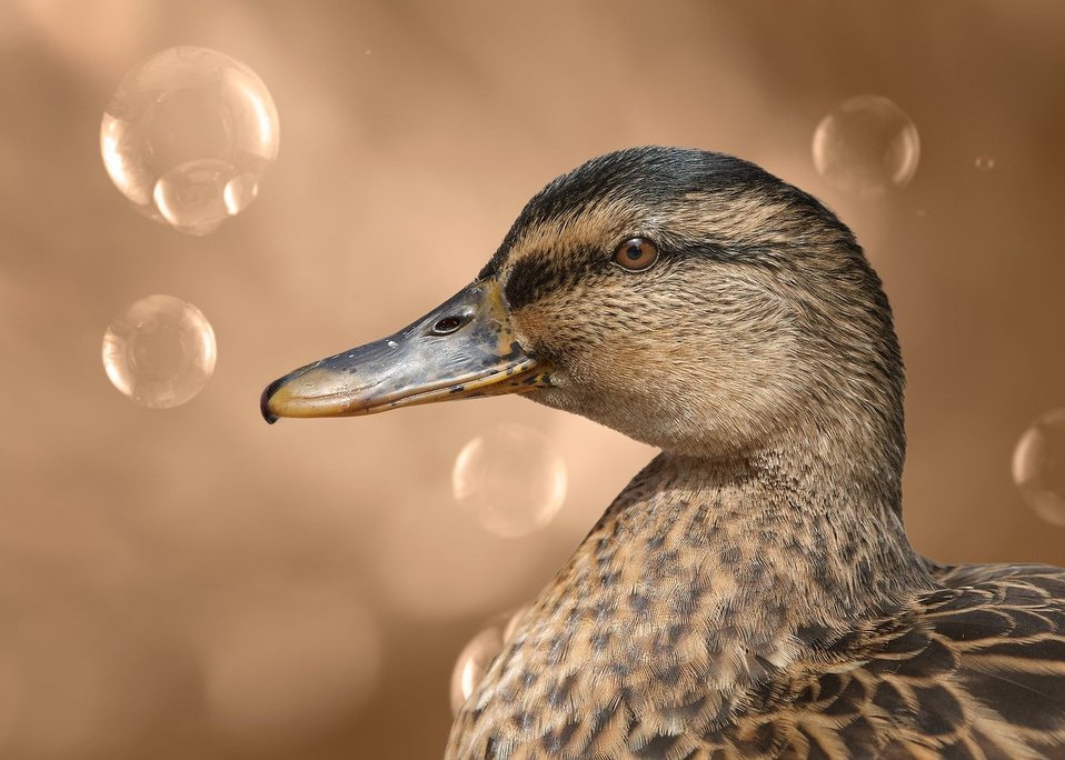 mit der ente über ki chatten