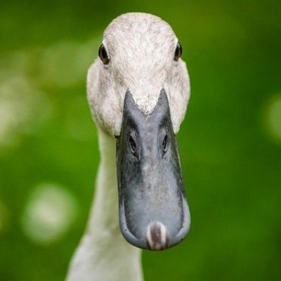 duckduckgo drängt auf wahlfreiheit