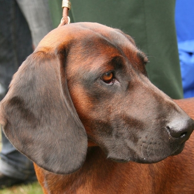 zum wochenende: ein hund namens söder