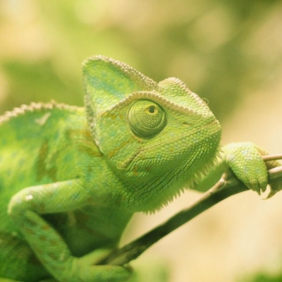 geht suse an die börse?